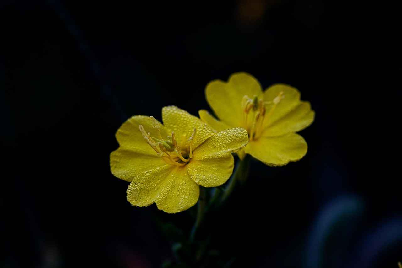 Supporting Skin Nourishment with Evening Primrose Oil 1 What is Evening Primrose Oil?