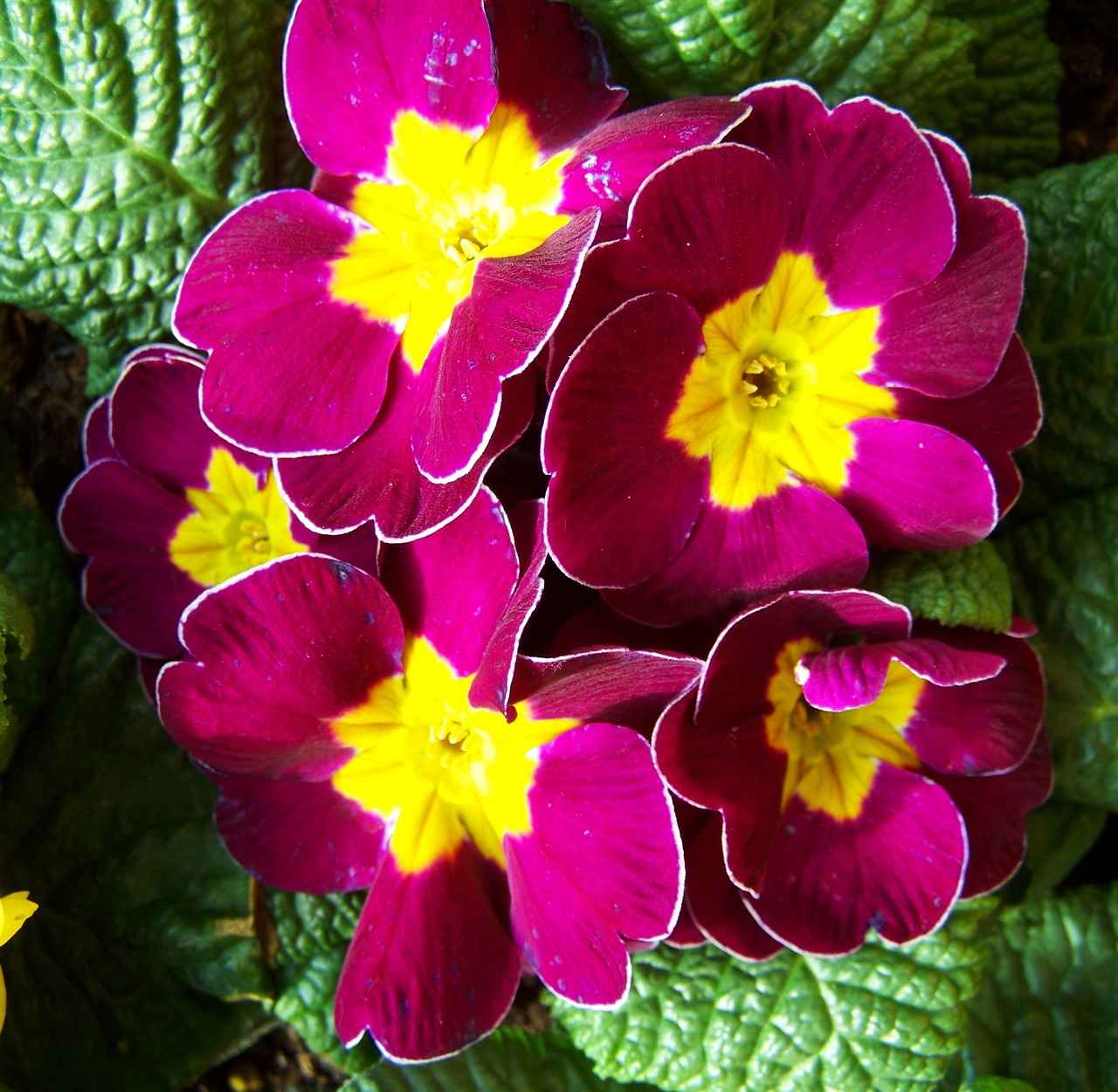 Supporting Skin Nourishment with Evening Primrose Oil 2 Benefits of Evening Primrose Oil for Skin