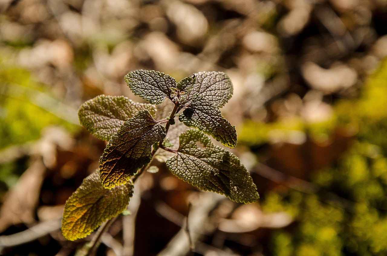 Conclusion: Embracing Lemon Balm for Better Sleep