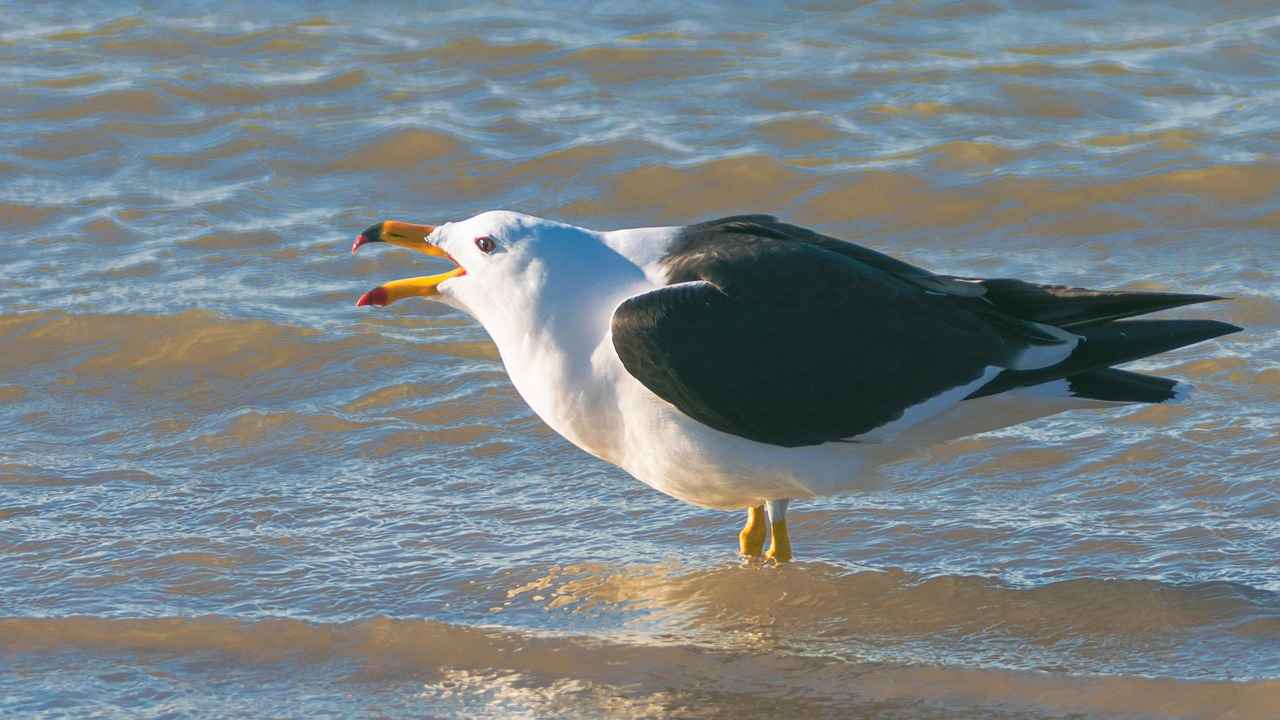 Supporting Thyroid Health with Kelp Supplements 5 Conclusion: Embracing Kelp for Thyroid Wellness