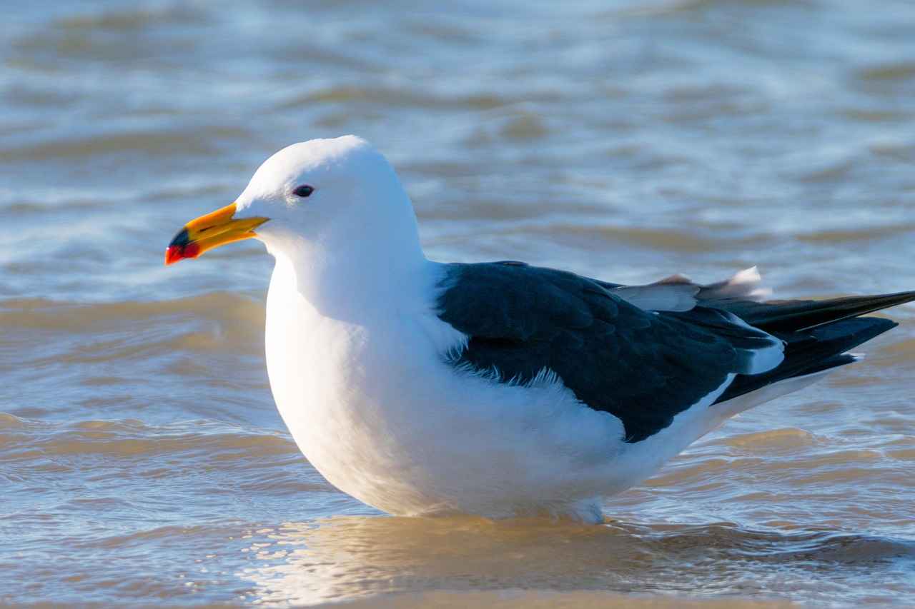 Supporting Thyroid Health with Kelp Supplements 2 What is Kelp and Its Nutritional Profile?