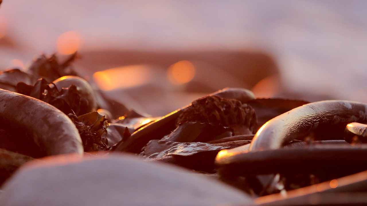 Supporting Thyroid Health with Kelp Supplements 3 Potential Risks and Side Effects of Kelp Supplements