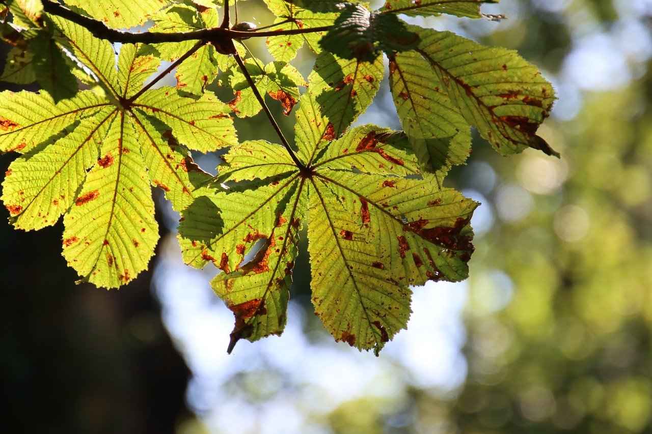 Supporting Vascular Function with Horse Chestnut Extract 3 How to Use Horse Chestnut Extract