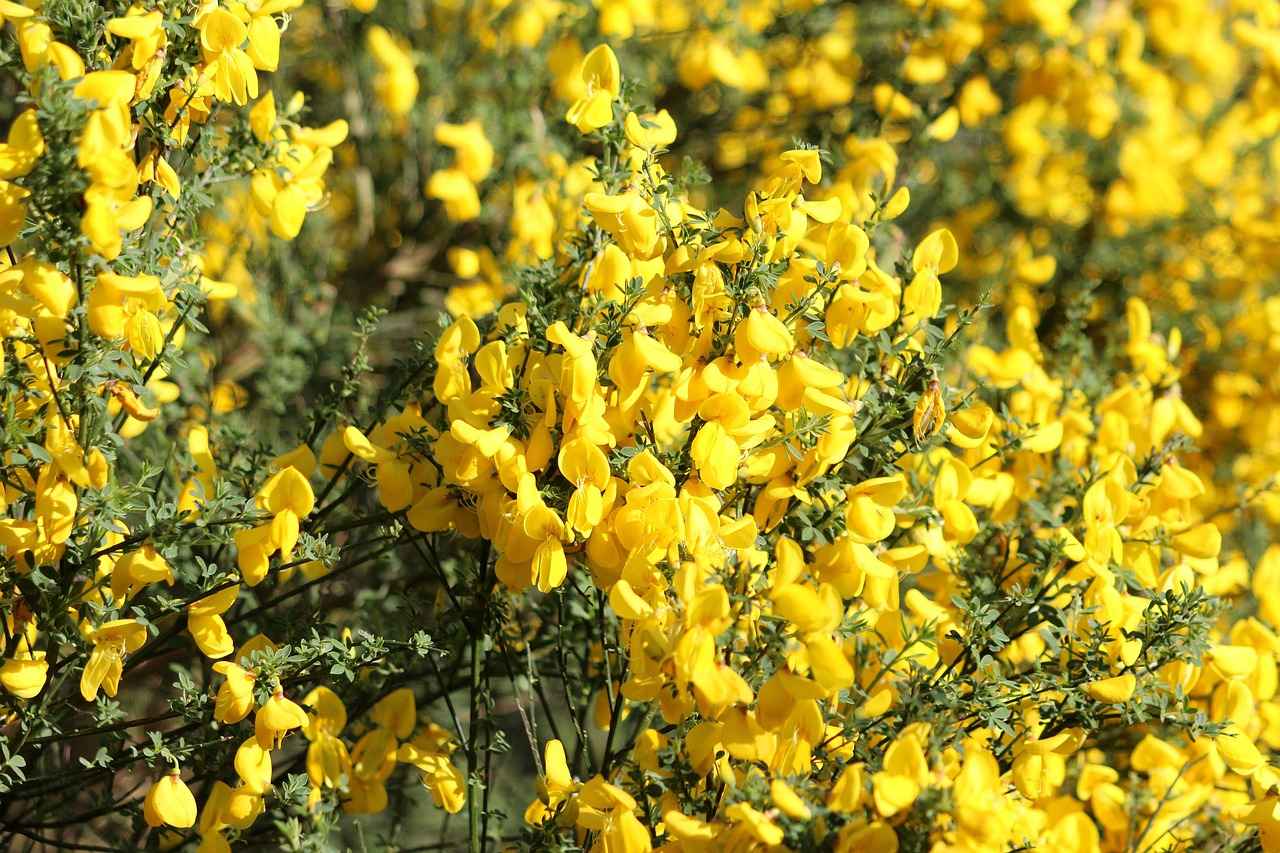 Active Compounds in Butcher’s Broom