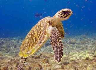 Survey Finds Recovery Signs in Half of World’s Endangered Sea Turtle Populations survey-finds-recovery-signs-in-half-of-worlds-endangered-sea-turtle-populations