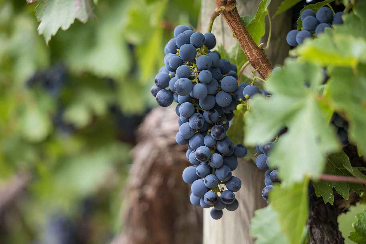 What Makes Sweet Red Wine Unique?
