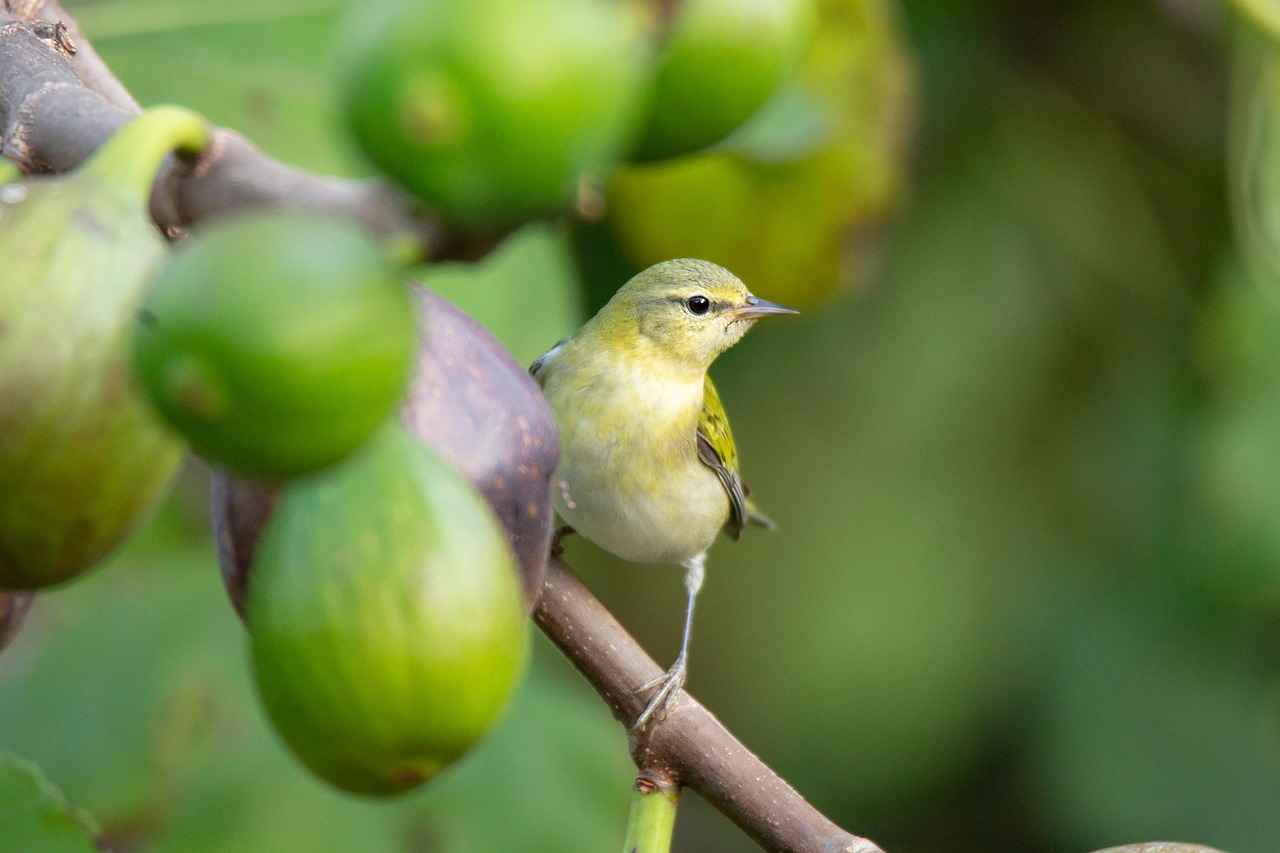 Player Efficiency Ratings