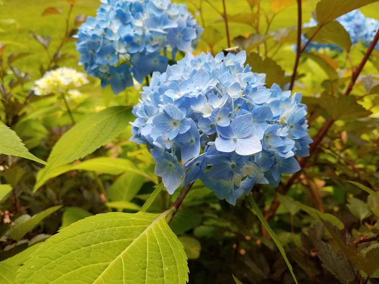 Conclusion: Embracing Collagen Peptides for Youthful Skin