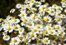The Anti-Anxiety Effects of Chamomile Extract The Anti-Anxiety Effects of Chamomile Extract