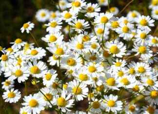 The Anti-Anxiety Effects of Chamomile Extract The Anti-Anxiety Effects of Chamomile Extract
