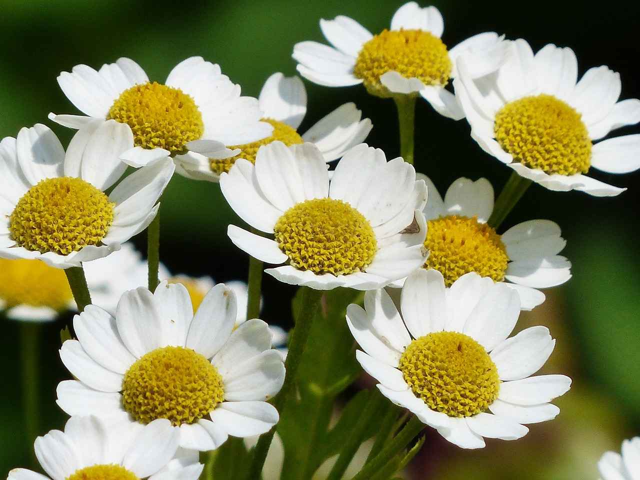 How Does Chamomile Work for Anxiety?