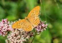 The Anti-Anxiety Effects of Valerian Root Supplements The Anti-Anxiety Effects of Valerian Root Supplements