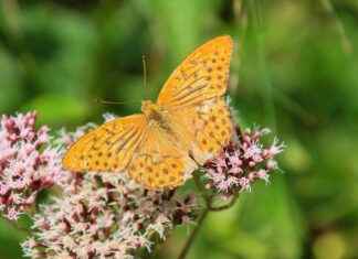 The Anti-Anxiety Effects of Valerian Root Supplements The Anti-Anxiety Effects of Valerian Root Supplements