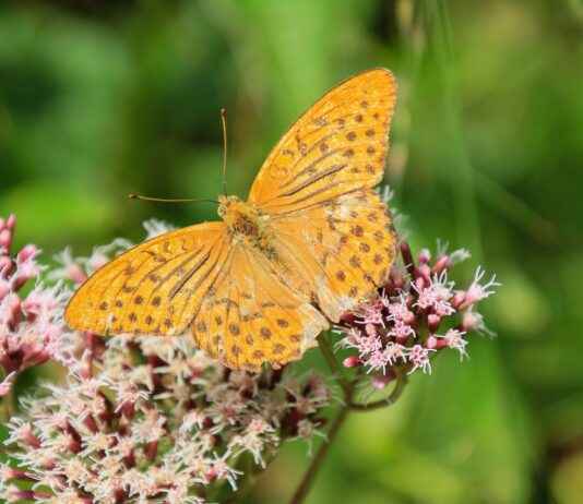 The Anti-Anxiety Effects of Valerian Root Supplements The Anti-Anxiety Effects of Valerian Root Supplements