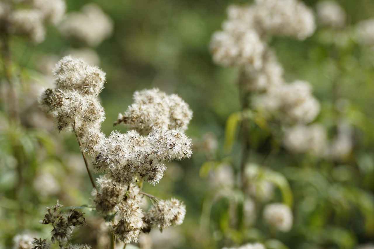 The Anti-Anxiety Effects of Valerian Root Supplements 1 What is Valerian Root?