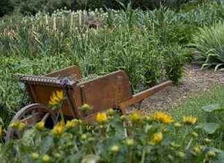 The Benefits of Using a Vegetable Chopper in Your Kitchen The Benefits of Using a Vegetable Chopper in Your Kitchen