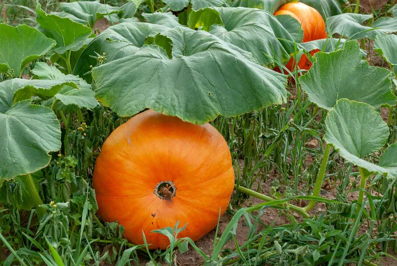 The Benefits of Using a Vegetable Chopper in Your Kitchen 2 2. Consistent Cutting Sizes