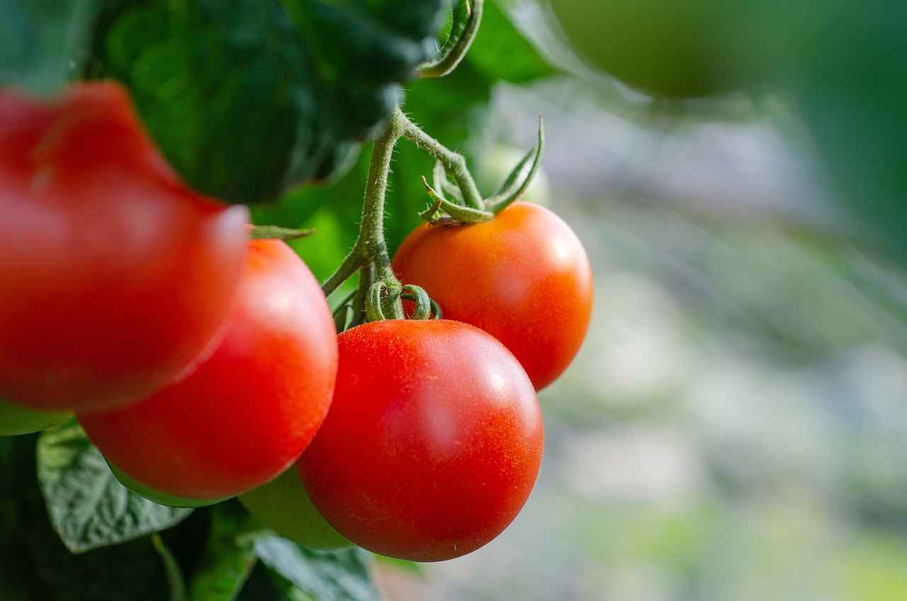 The Benefits of Using a Vegetable Chopper in Your Kitchen 8 8. Ideal for Meal Prep
