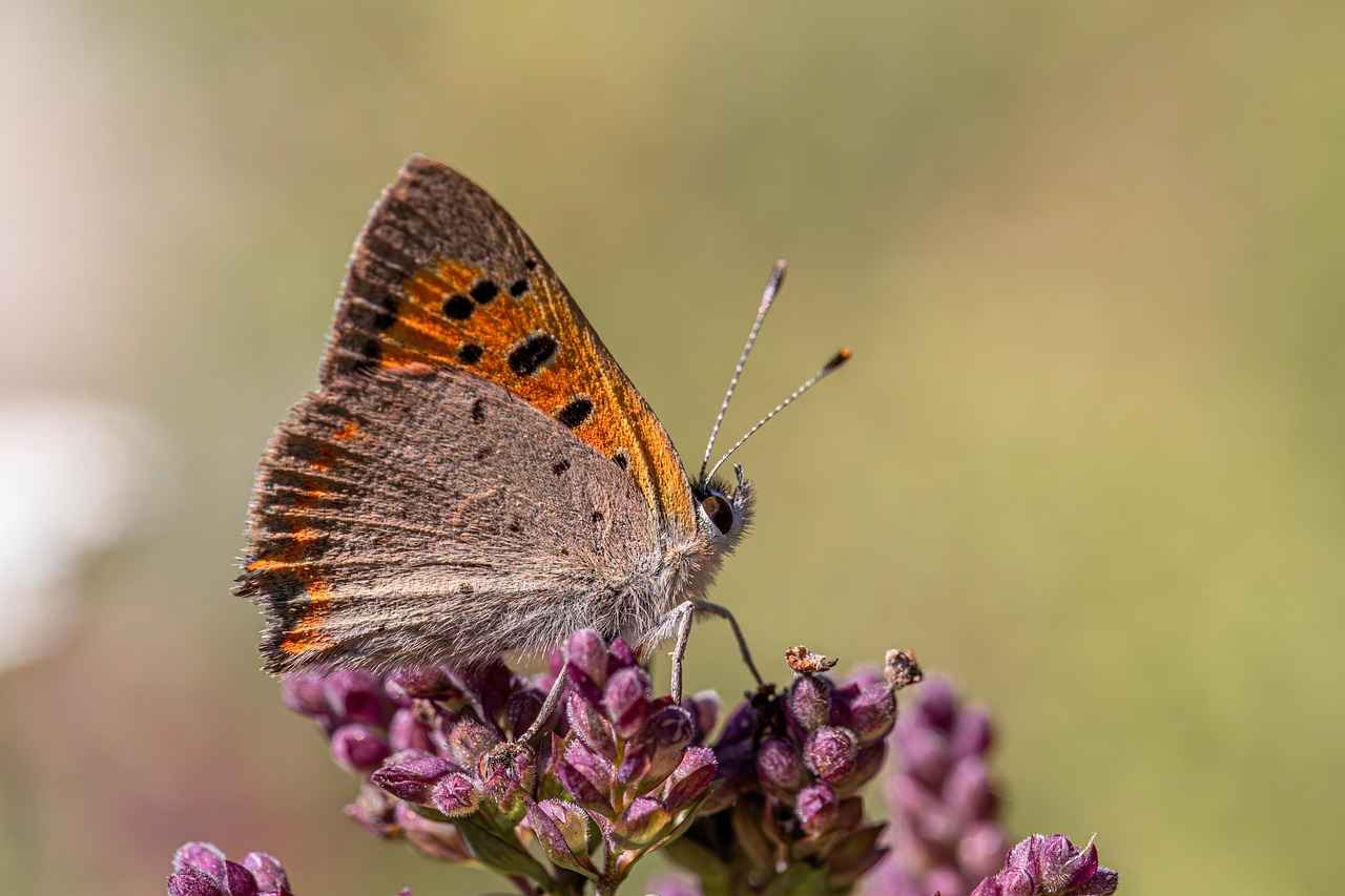 The Benefits of Wearing Copper and Magnetic Jewelry 5 Care and Maintenance of Copper and Magnetic Jewelry