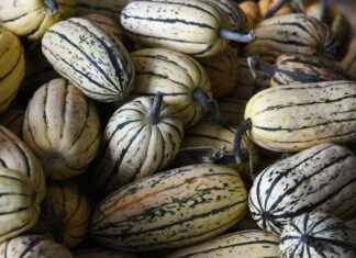 The Best Vegetable Choppers for Health-Conscious Cooks The Best Vegetable Choppers for Health-Conscious Cooks