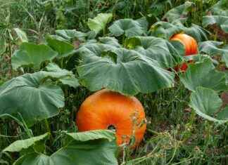 The Best Vegetable Choppers for Precise Cuts and Slices The Best Vegetable Choppers for Precise Cuts and Slices