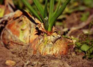 The Best Vegetable Choppers for Quick Meal Preparation The Best Vegetable Choppers for Quick Meal Preparation