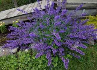 The Growth of Herbal & CBD Vaping in 2025 The Growth of Herbal & CBD Vaping in 2025