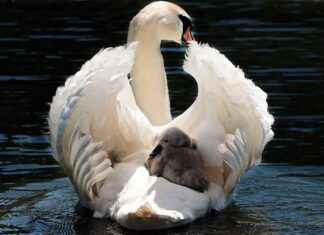 The Science of Water Retention: How to Reduce It Quickly The Science of Water Retention: How to Reduce It Quickly