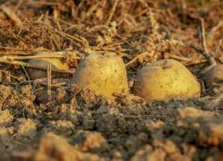 The Top 5 Best Vegetable Choppers for 2023 The Top 5 Best Vegetable Choppers for 2023