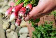 The Top 5 Vegetable Choppers for Beginners The Top 5 Vegetable Choppers for Beginners