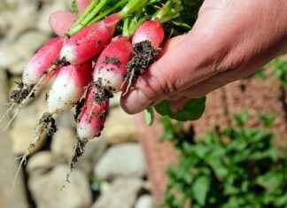 The Top 5 Vegetable Choppers for Beginners The Top 5 Vegetable Choppers for Beginners