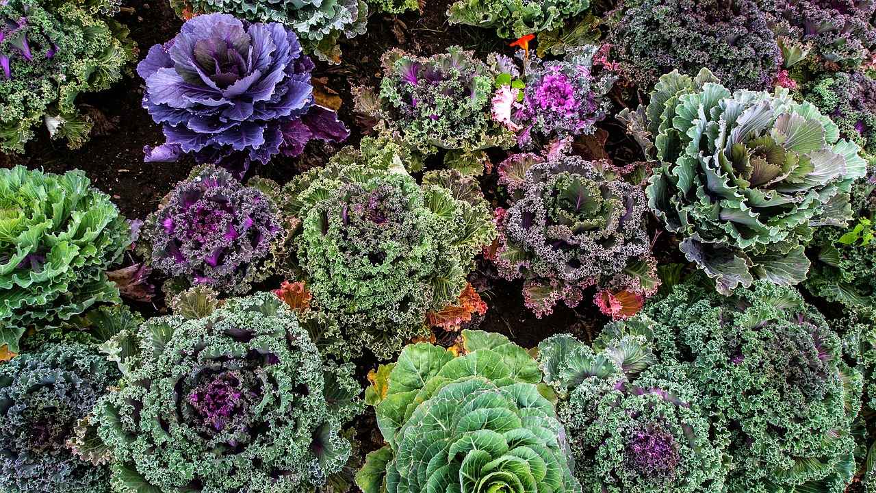 The Top 5 Vegetable Choppers for Beginners 2 2. Key Features to Look For