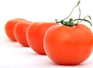 The Ultimate Guide to Choosing the Best Vegetable Chopper for Your Kitchen The Ultimate Guide to Choosing the Best Vegetable Chopper for Your Kitchen