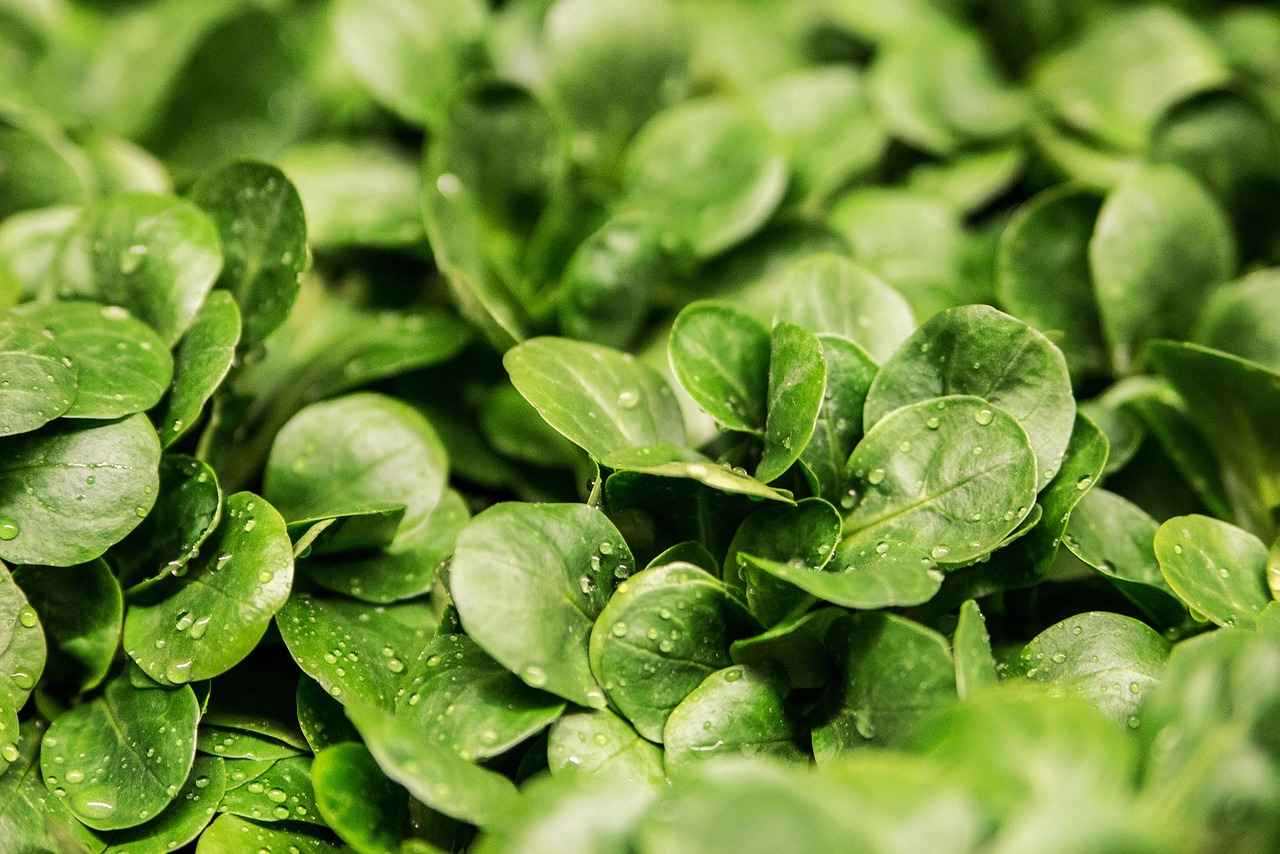 The Ultimate Guide to Choosing the Best Vegetable Chopper for Your Kitchen 3 Key Features to Consider
