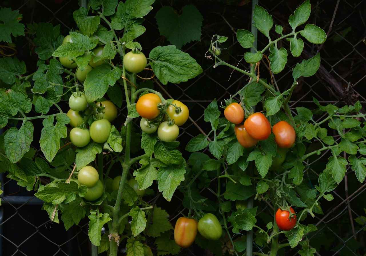 The Ultimate Guide to Choosing the Best Vegetable Choppers in 2023 5 5. Maintenance and Cleaning