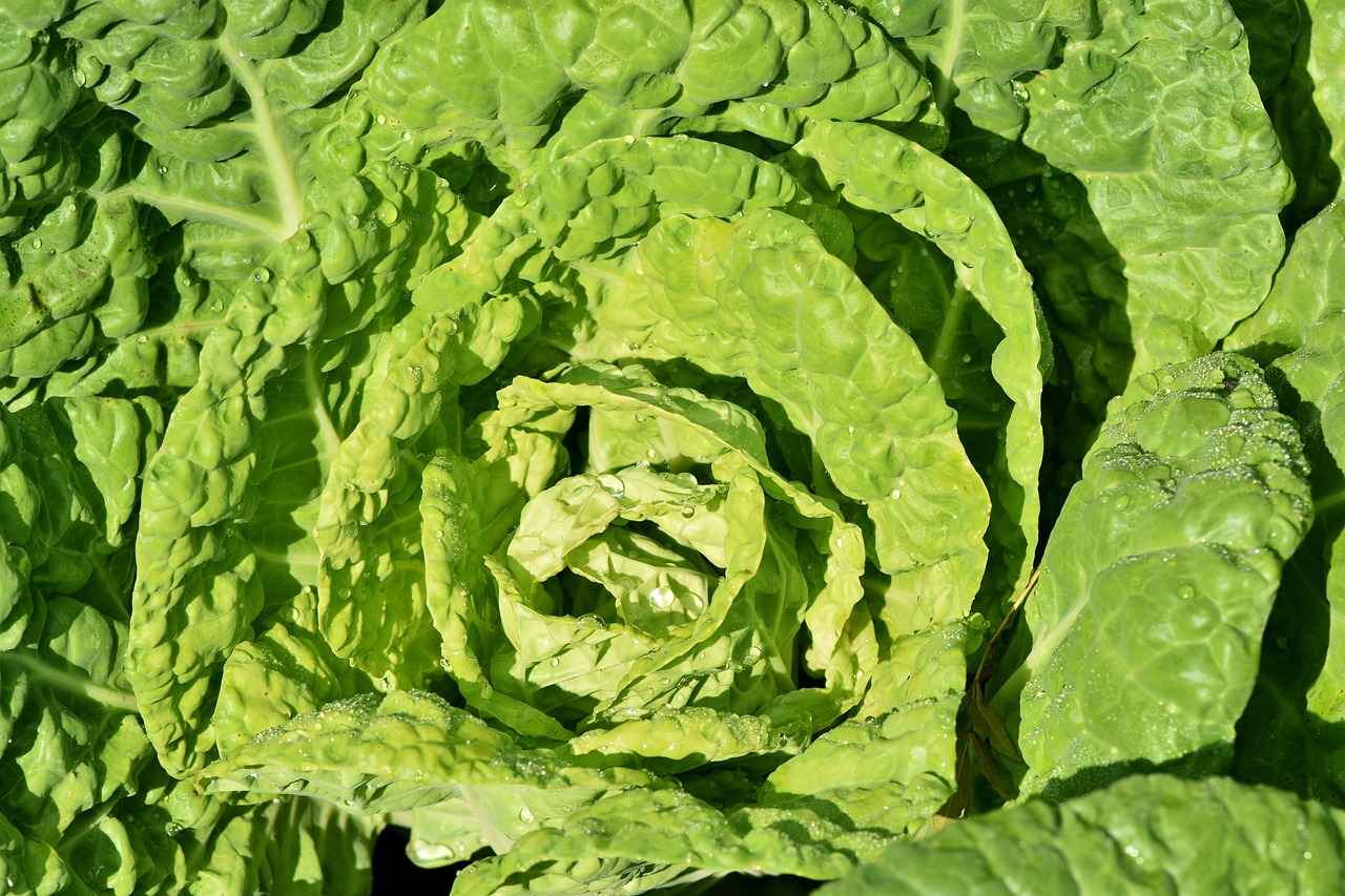 The Ultimate Guide to Choosing the Best Vegetable Choppers in 2023 6 6. Price Range and Budgeting