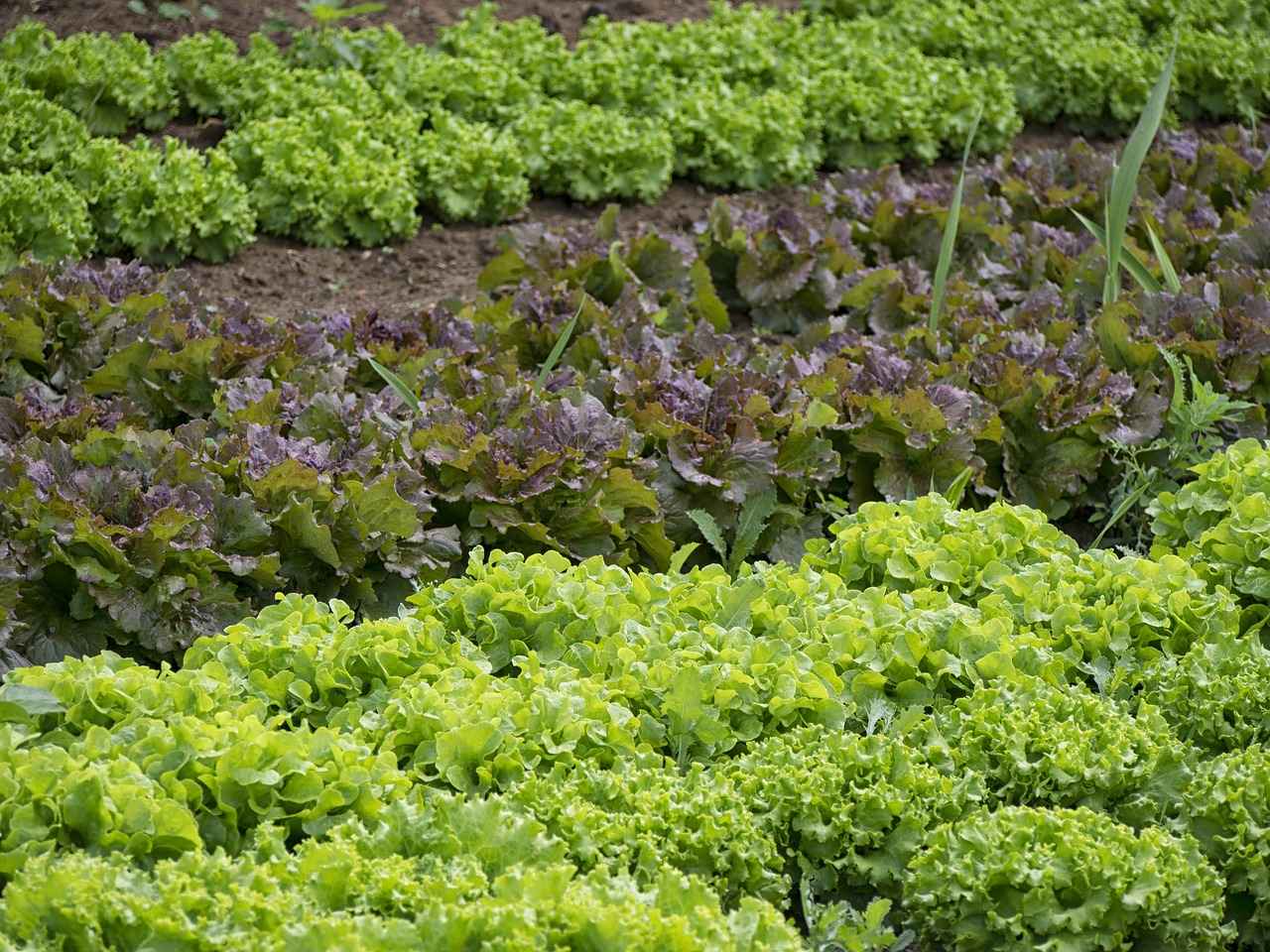 The Ultimate List of the Best Vegetable Choppers for Beginners 12 12. Conclusion: Choosing the Right Vegetable Chopper for You
