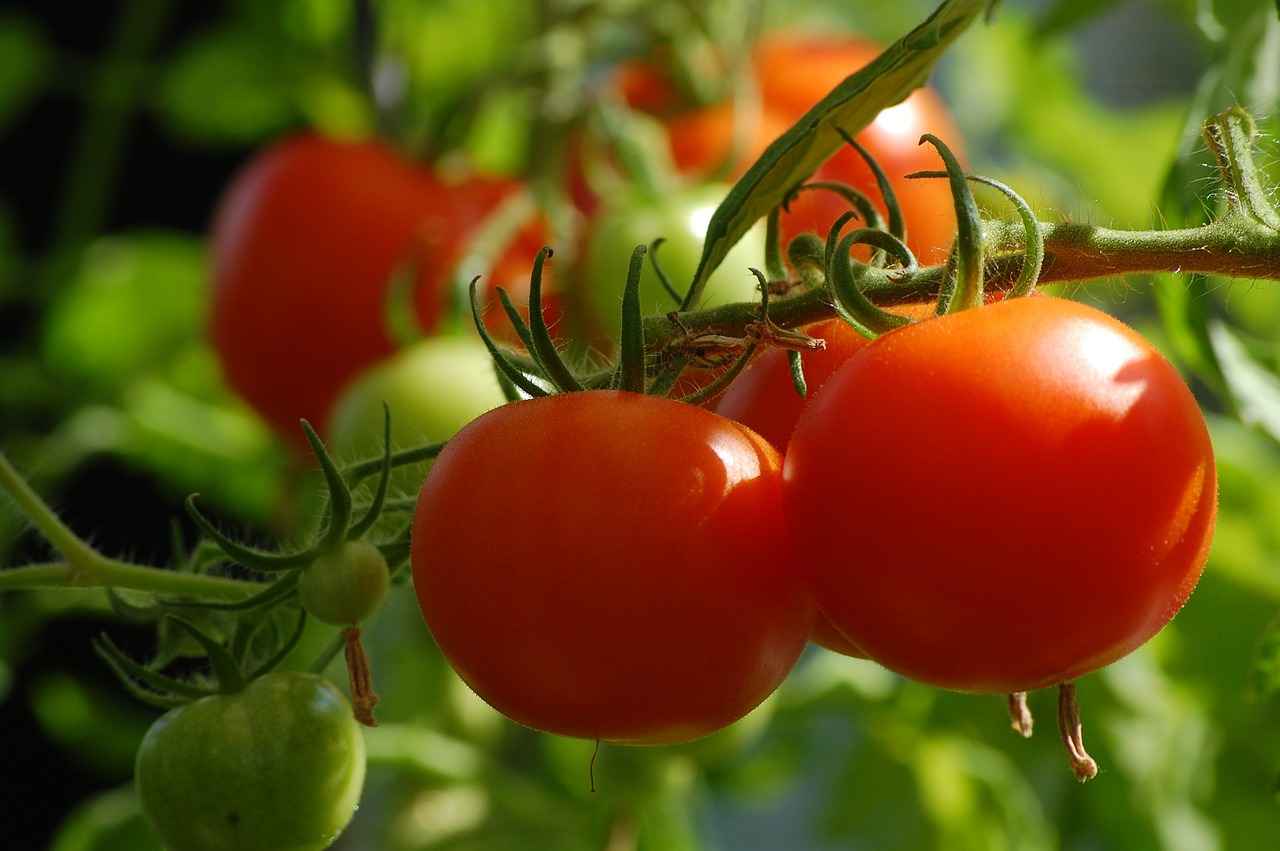 Top 10 Best Vegetable Choppers for Every Kitchen 2 2. Benefits of Using a Vegetable Chopper