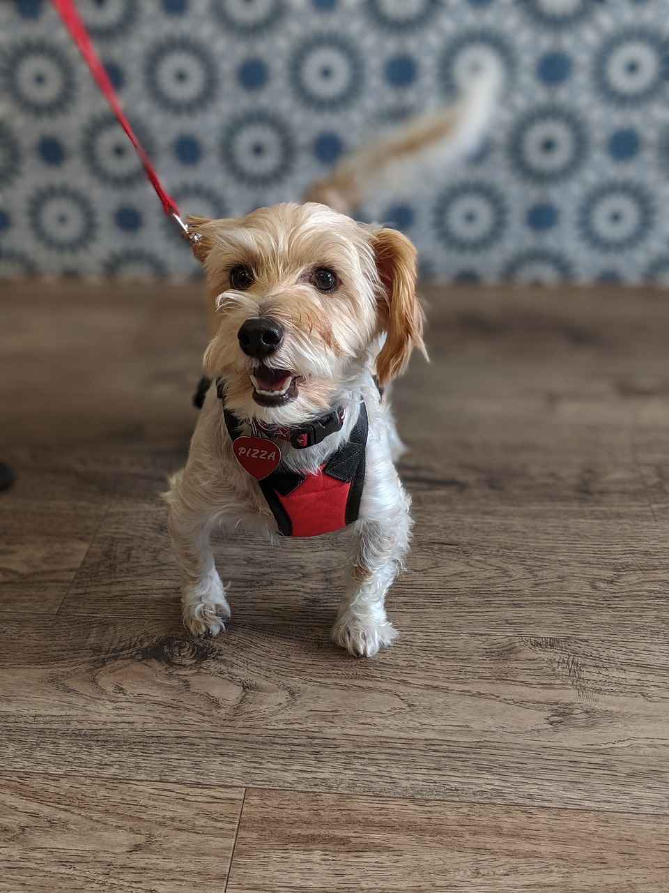 Top 10 Hair Transplant Clinics in Turkey for 2024 7 7. Estetik International