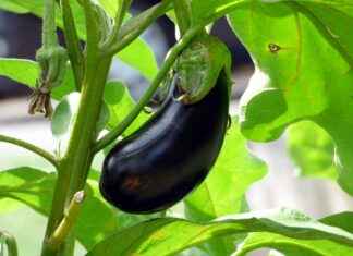 Top 10 Most Efficient Vegetable Choppers for Your Kitchen Top 10 Most Efficient Vegetable Choppers for Your Kitchen