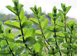 Top 5 Menthol Vape Juices for a Refreshing Experience Top 5 Menthol Vape Juices for a Refreshing Experience