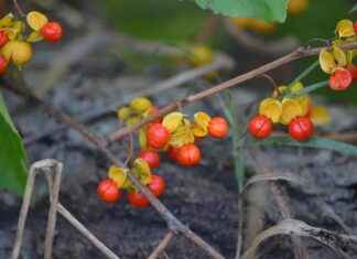 Top 5 Pod Mods with the Best Battery Life Top 5 Pod Mods with the Best Battery Life