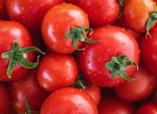 Top 5 Vegetable Choppers That Make Your Cooking Experience Effortless Top 5 Vegetable Choppers That Make Your Cooking Experience Effortless