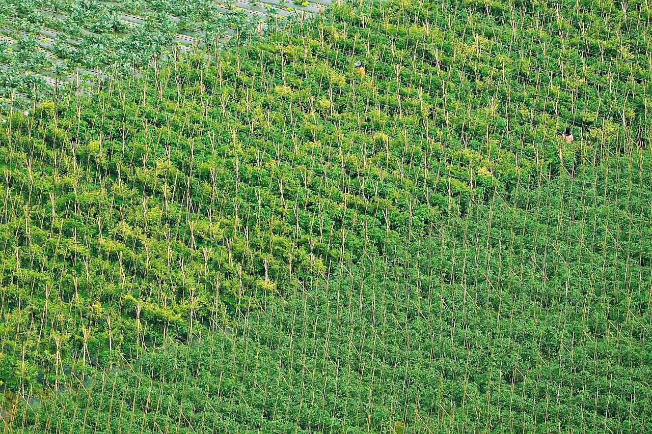 Conclusion: Choosing the Right Vegetable Chopper for You