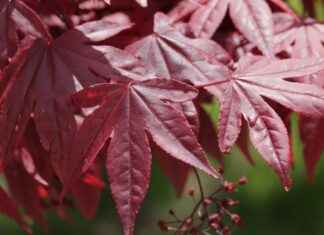 Toronto Maple Leafs vs. Tampa Bay Lightning: Player Stats and Key Moments Toronto Maple Leafs vs. Tampa Bay Lightning: Player Stats and Key Moments