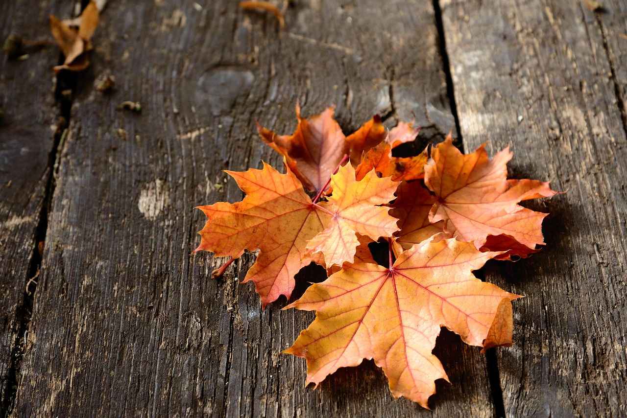 Fan Reactions and Community Impact