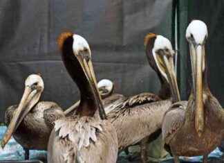 Toxic Algae Bloom Threatens Adult and Baby Pelicans toxic-algae-bloom-threatens-adult-and-baby-pelicans