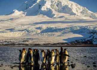 Trade War Excludes Russia: Impact on Penguin Island trade-war-excludes-russia-mpact-on-penguin-sland