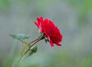 Trendy & Practical Single Bed Design with Storage for Small Bedrooms Trendy & Practical Single Bed Design with Storage for Small Bedrooms