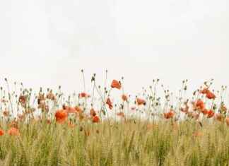 Understanding The Track at New Balance Facility Understanding The Track at New Balance Facility
